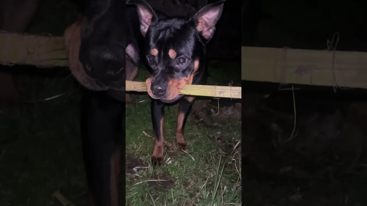 99.9% Cutest Rottweiler (must watch!) [4K] #shorts #short #viral # ...