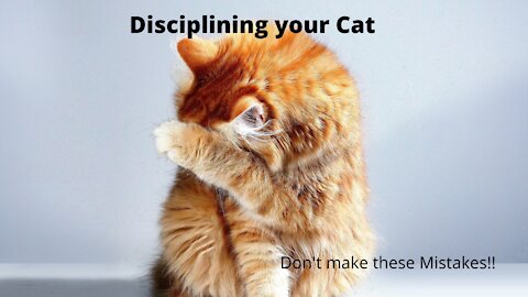 Don't make These 5 Key Mistakes when you discipline your Kitty Cat