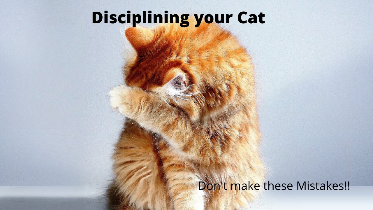Don't make These 5 Key Mistakes when you discipline your Kitty Cat