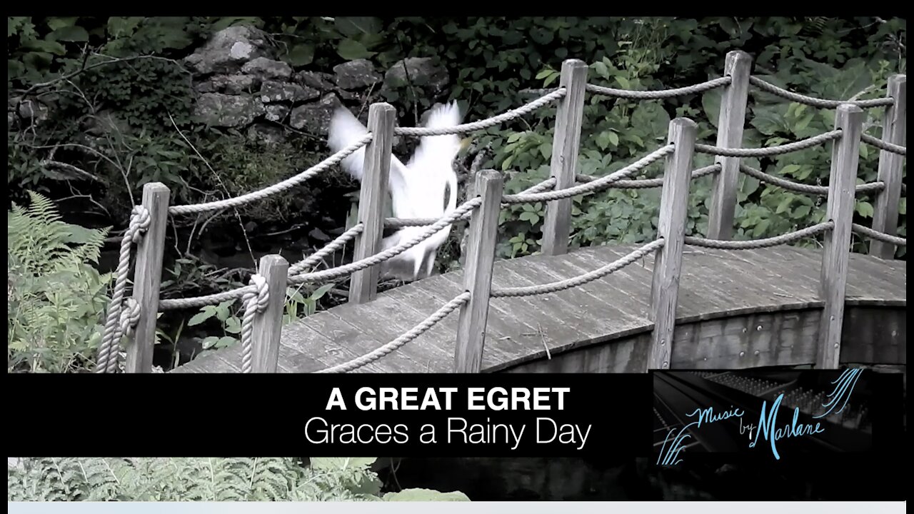 GREAT EGRET Graces A Rainy Day