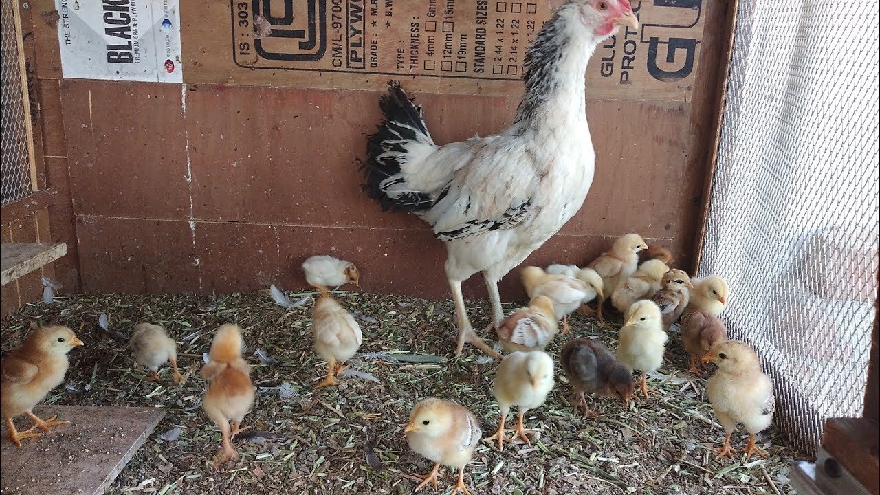 Chicks Eating Food | murgi ke bacche