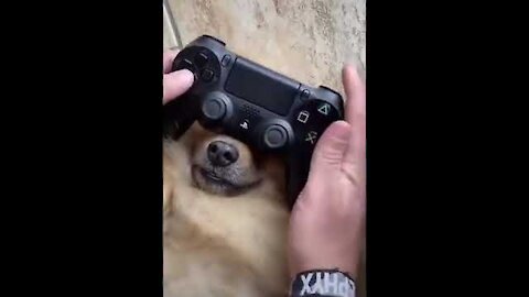 How To Play With Your Dog And PlayStation-360p