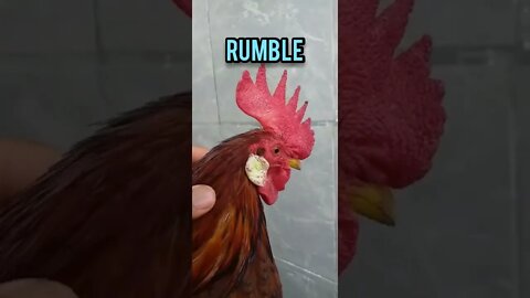 MEU GALO E EU ESTAMOS NO RUMBLE! LÁ TEM MAIS LIBERDADE PRA FALAR! SE INSCREVA! NA DESCRIÇÃO TEM LINK