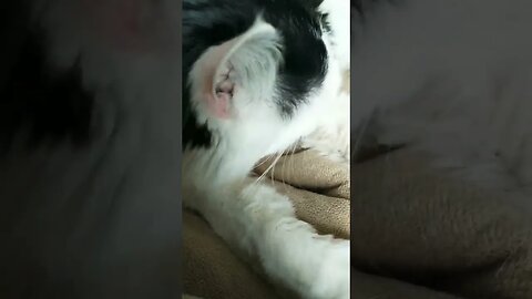 Find a moment of zen. Even singing to your fur baby can be zen. #shortvideo #pet #zen #peaceful