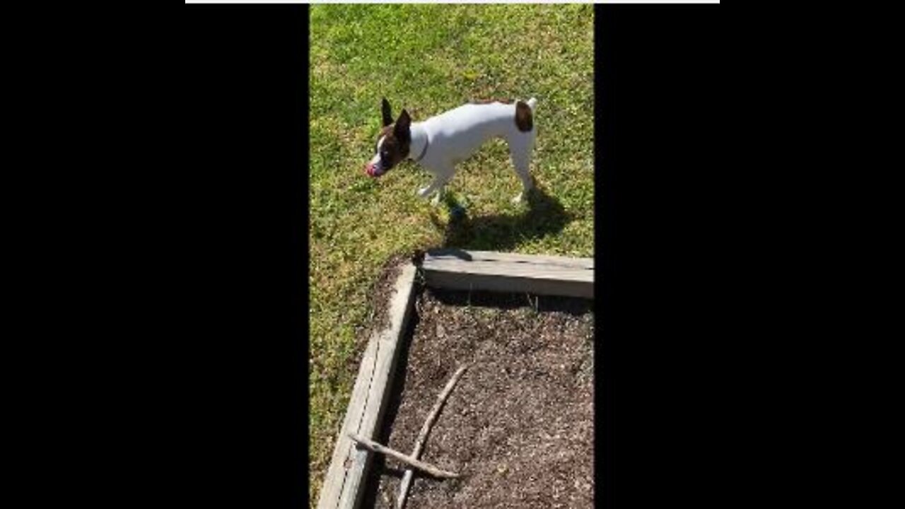 Princess loves the garden