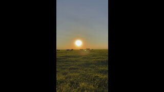 Sunset with cows