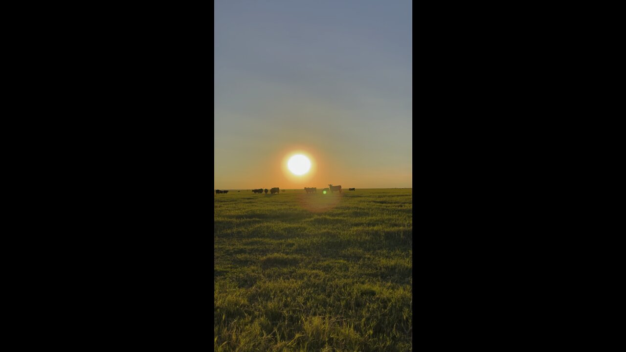 Sunset with cows