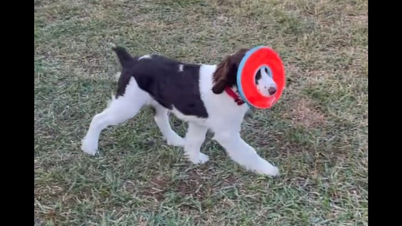 Springer Spaniel Loves His New Frisbee