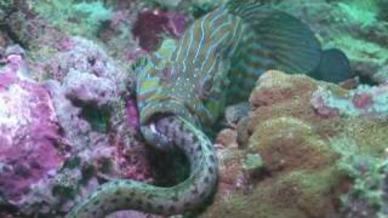 Crazy Animal Behaviour - Grouper eating Eel