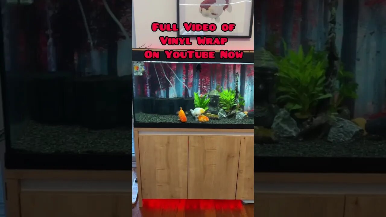 Dope Vinyl Wrap on Fishtank #aquarium #fancygoldfish #goldfish #ranchugoldfish #fishaquarium