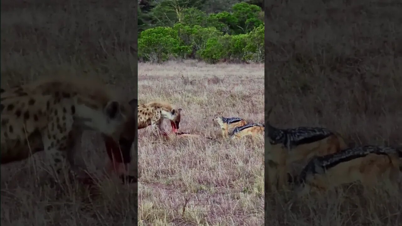 Hyena vs Jackals #shorts | #ShortsAfrica | #Septdailyshorts