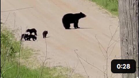 Mother Bear With Five Cubs In Mesick, Michigan