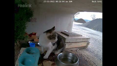 Porkchop comes over to empty dishes