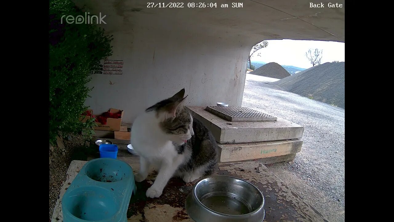 Porkchop comes over to empty dishes