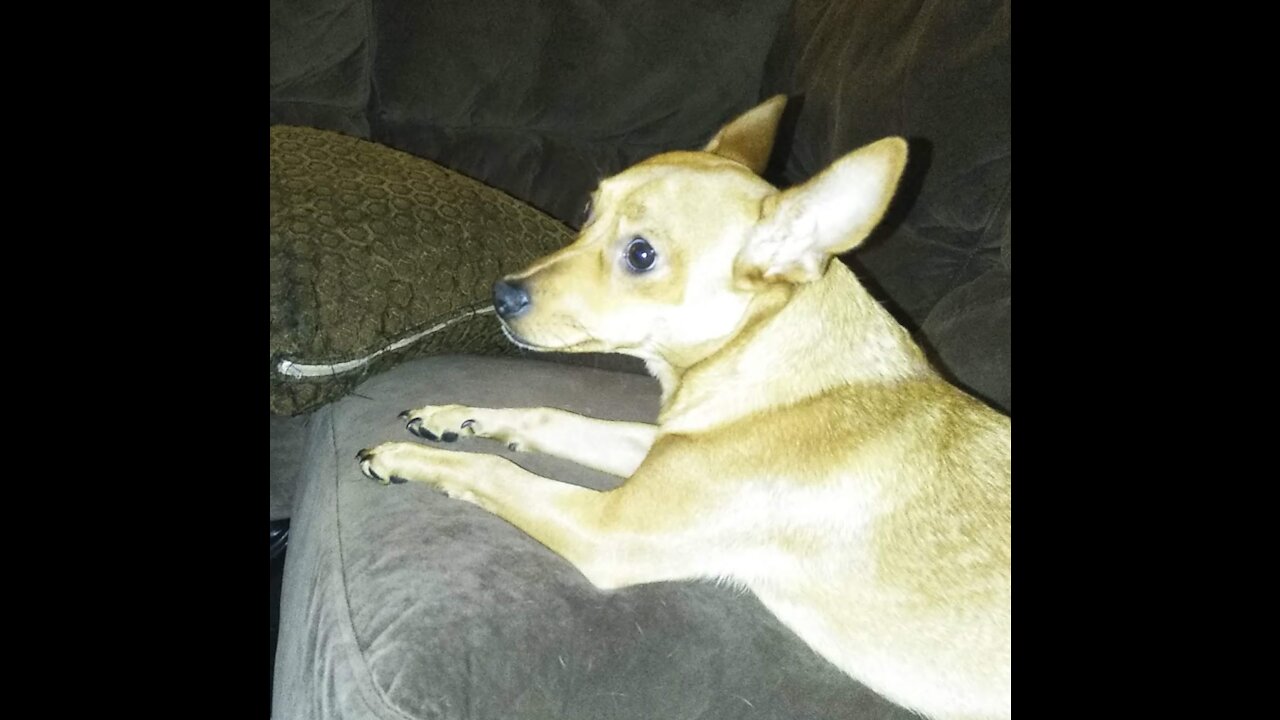 PUPPY GOING BONKERS FROM THE NEW YEARS FIREWORKS