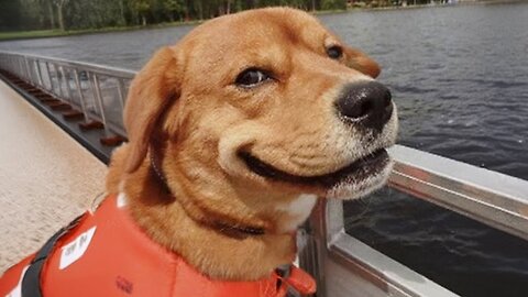 Funny DOGS Videos 2024🐶😸 Funniest Animal Videos