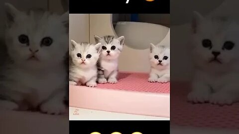 CAT VIDEO