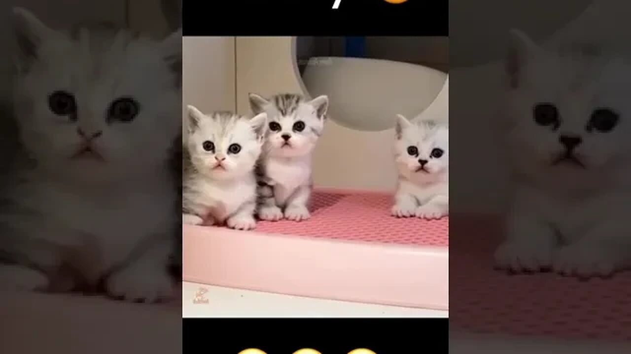 CAT VIDEO