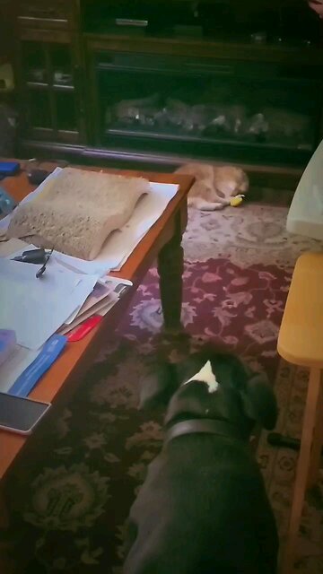 when your dog sees you filming a cute cat moment, so he comes over and vomits. 😀🤣 #cat #dog