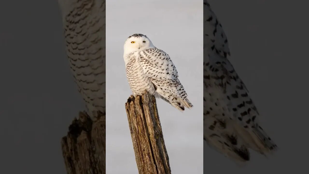 Do You Like Bird Photography? #shorts #shortsvideo #birds