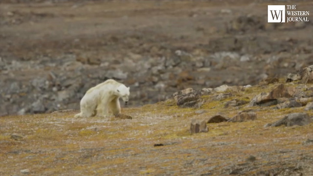 Activists ‘Stood There Crying’ While Filming a Dying Polar Bear, Immediately Blame Global Warming