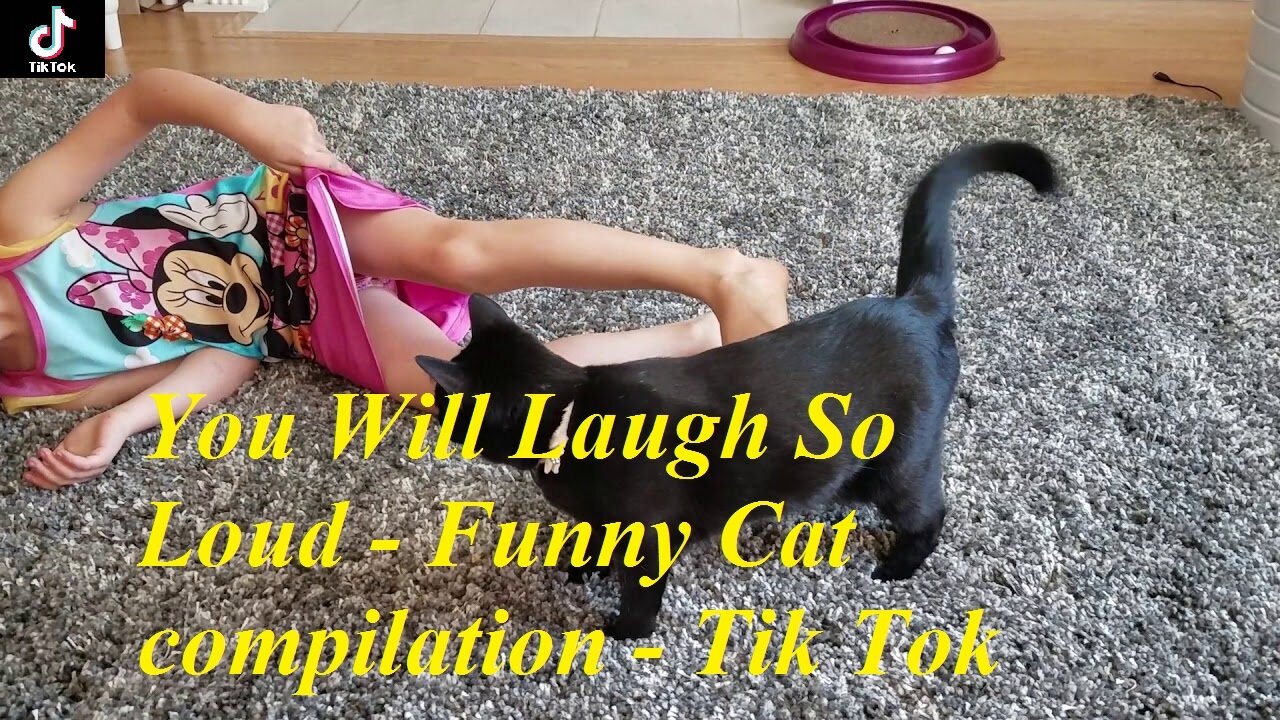 You Will Laugh So Loud - Funny Cat compilation - TikTok #16 抖音