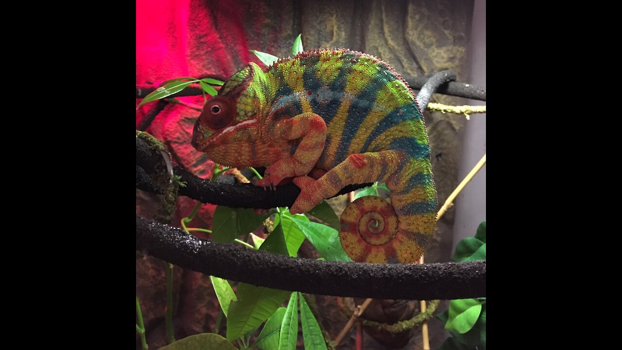 chameleon shower time