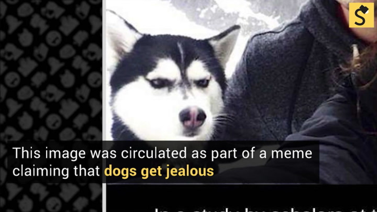 Did a Study Show That Dogs Exhibit Jealousy?