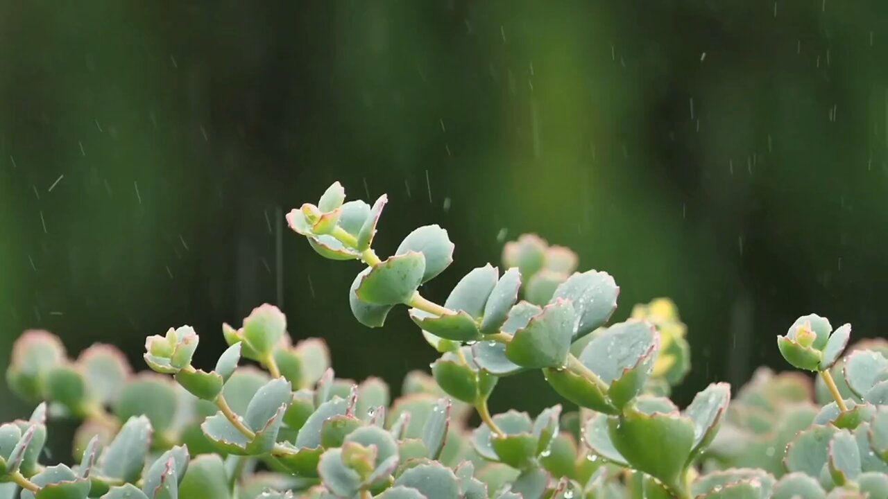 **Hylotelephium sieboldii: An Attractive, Low-Maintenance Succulent for Gardens and Containers**