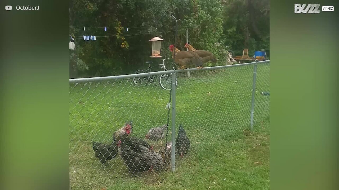 Gallina ruba il cibo degli uccellini