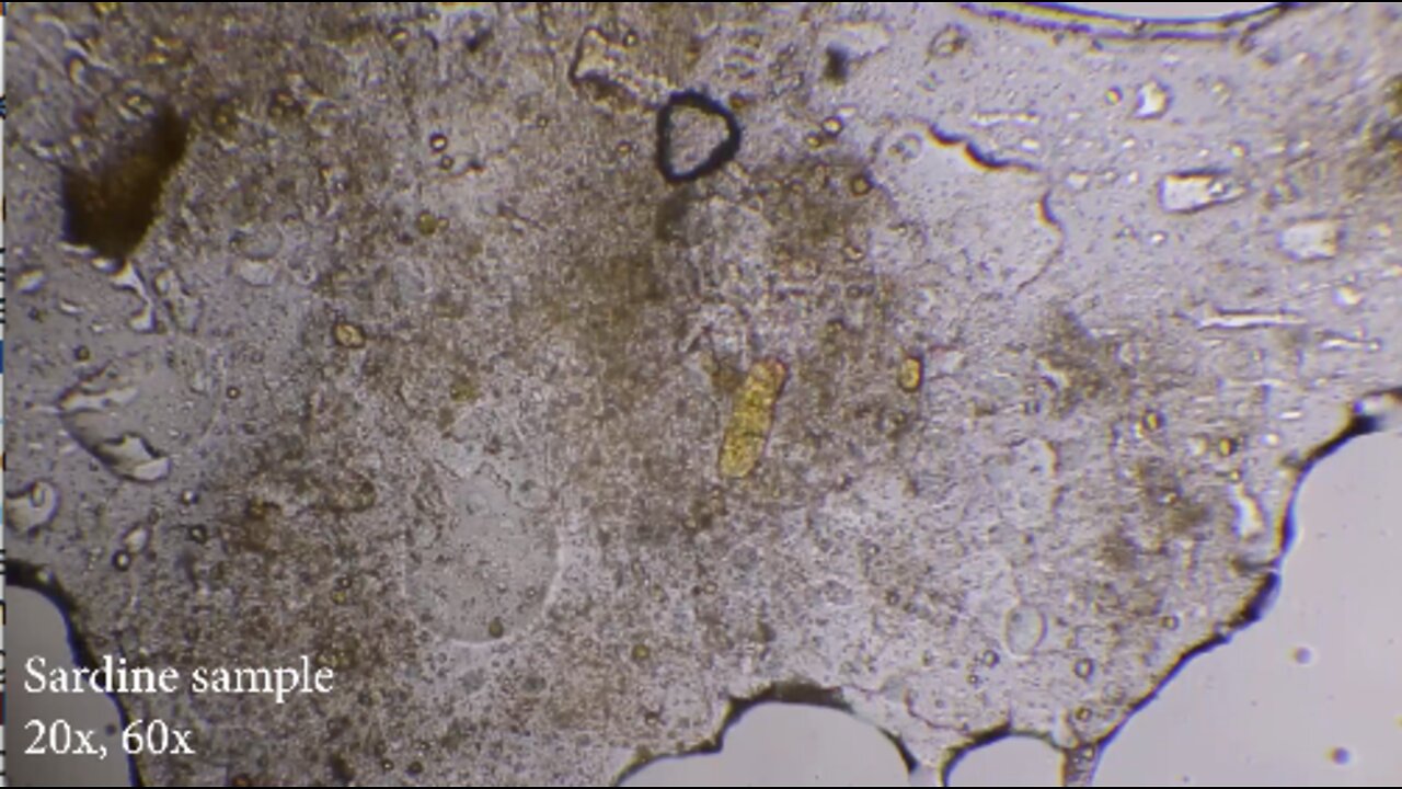 2022-07-19 Sardine (fish) sample (in olive oil)