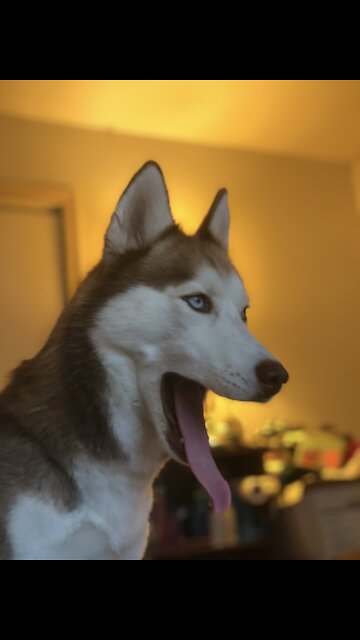 Husky Howling Very Loud