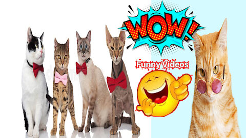 Cats Funny Videos Kittens #Short