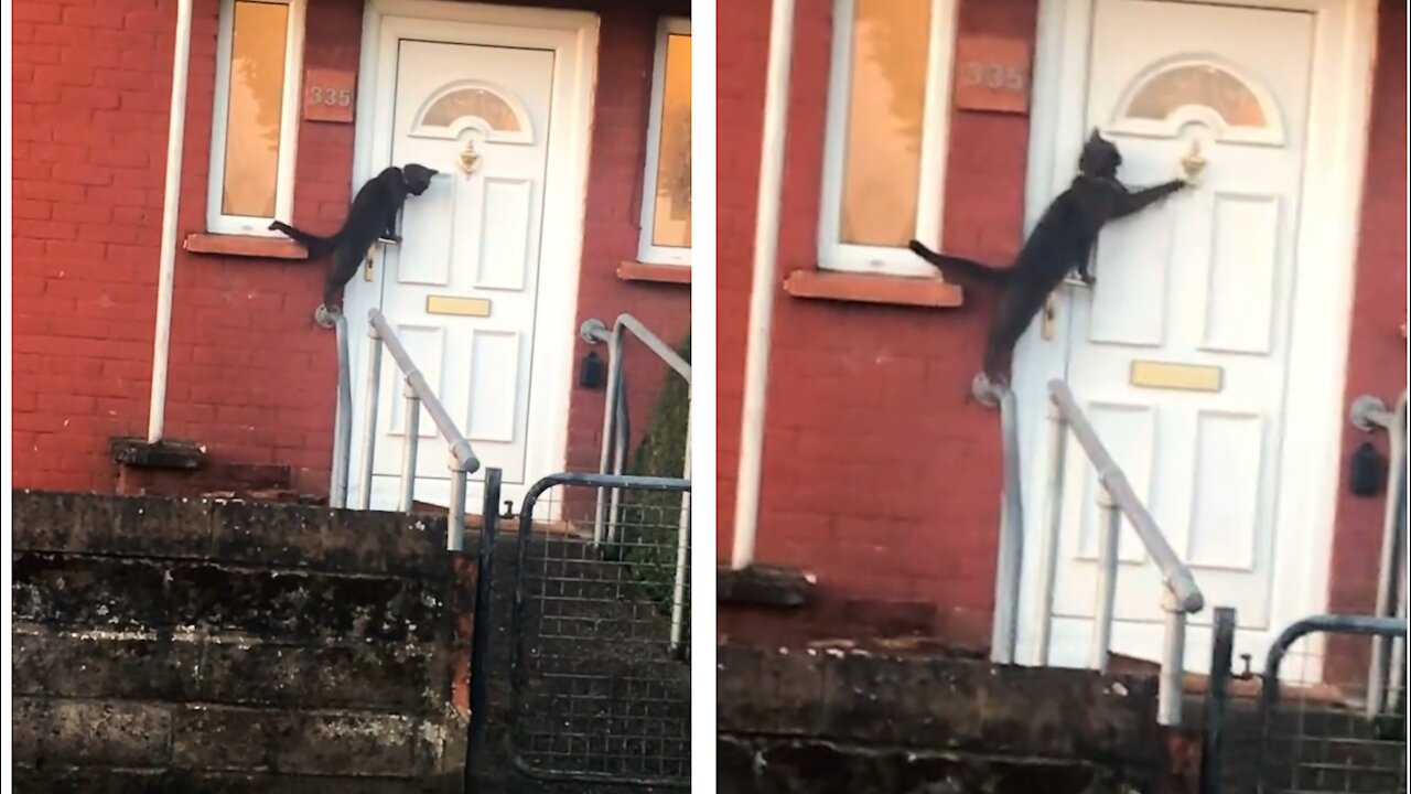 A cat is knocking on the door Seriously it's unbelievable