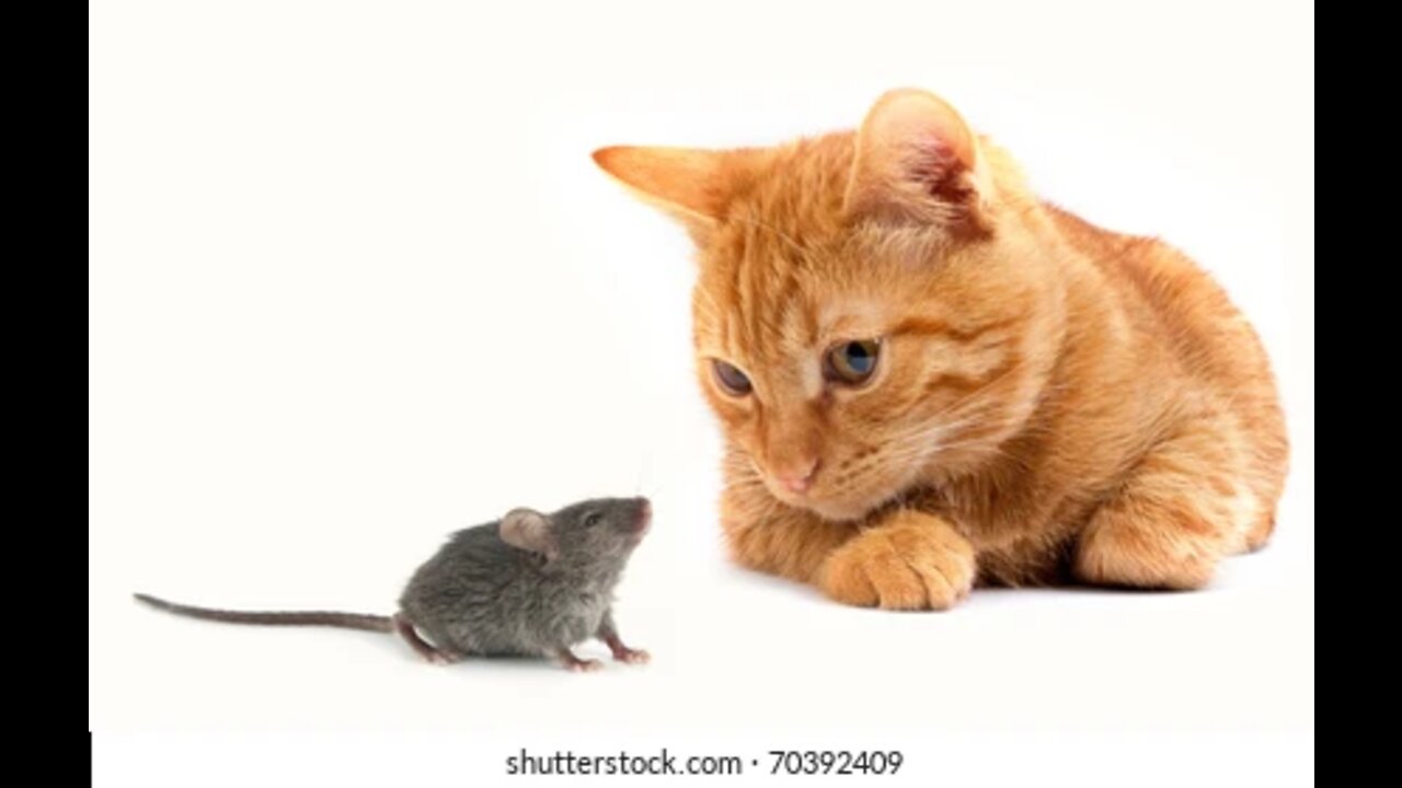 Best Funny Animal Videos 2022