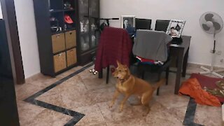 Dog VS Drone