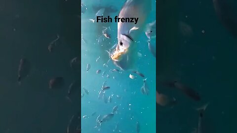 fish frenzy #shorts #short #fish #wild #sealife #sea #travel #free #omg #snorkeling #views #epic