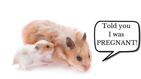 How To Know When Your Hamster Is Pregnant