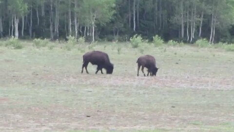 Bison at the North Rim of the Grand Canyon