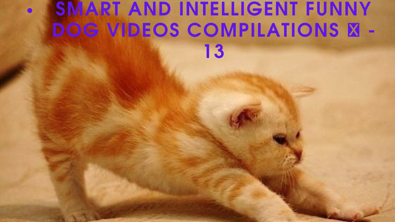 Smart and Intelligent Funny Dog Videos Compilations 🐶 - 13