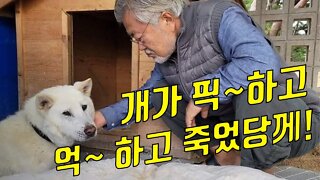 팬또뉴스! 개가 갑자기 픽~하고 억~하고 갔씀 ㅠ.ㅠ