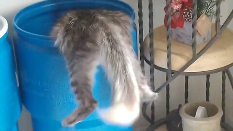 funny animals videoss