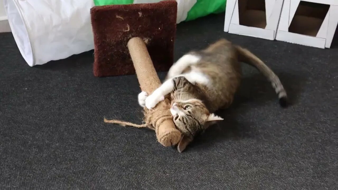 Cute Tabby Cat Fights with Scratching Post