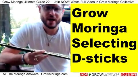 Moringa Drumsticks Selection Mature Ripe Pods for Seeds | Selling and Sprouting for Better Genetics