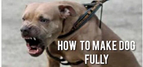 Make Dog Become Fully Aggressive With A Few Simple Tips
