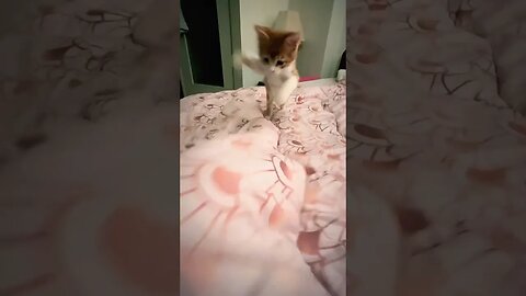 Jump jump jump #kitten #cat