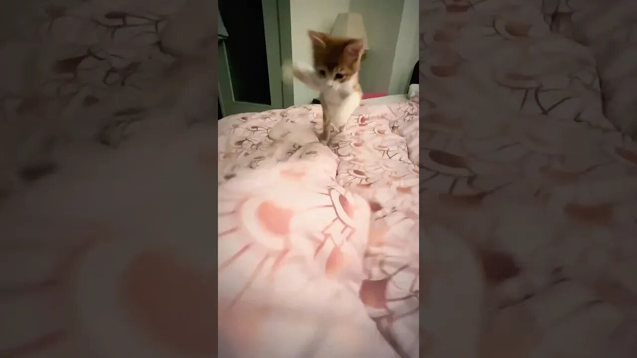 Jump jump jump #kitten #cat