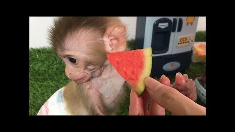 Baby Monkey BiBi and Bon Bon drinking milk. Animals Home
