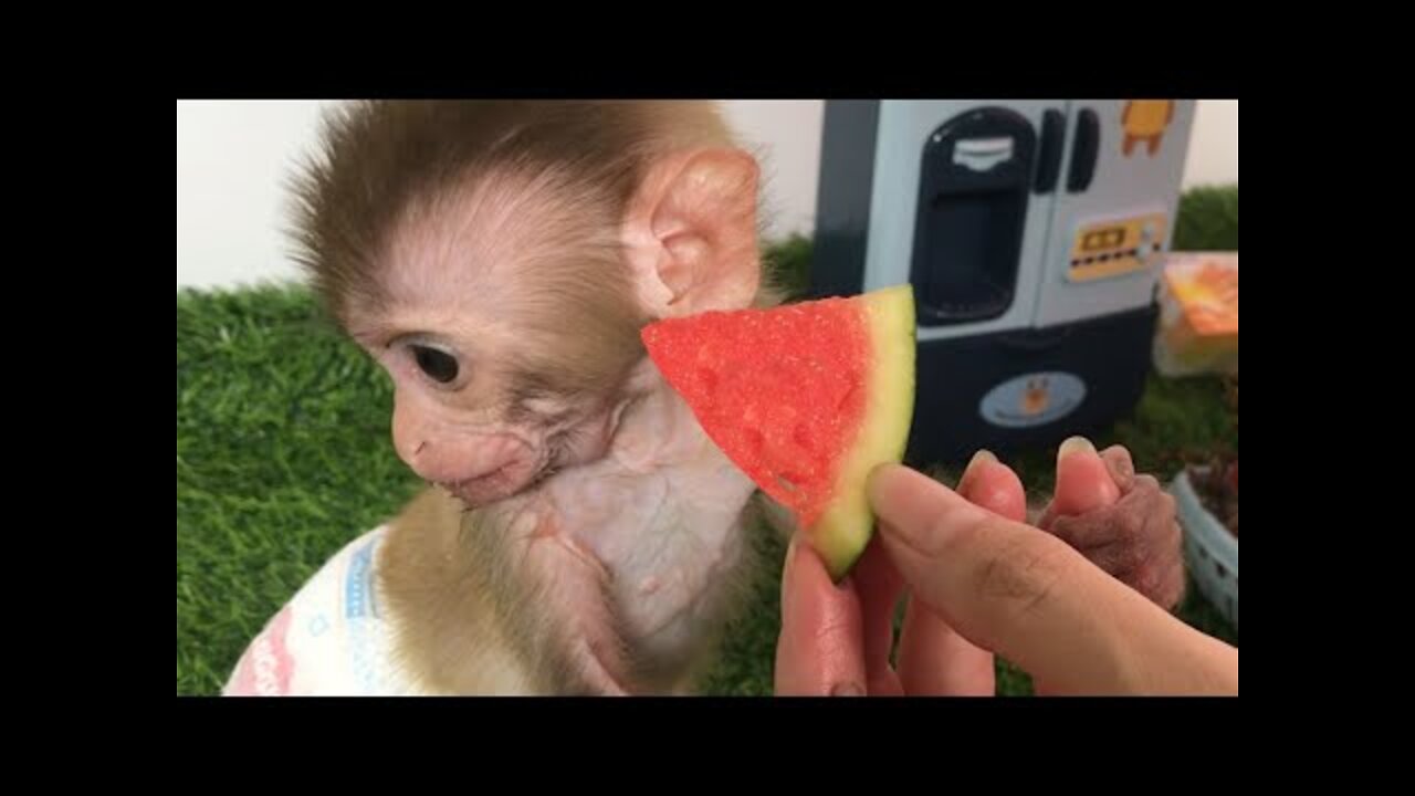 Baby Monkey BiBi and Bon Bon drinking milk. Animals Home