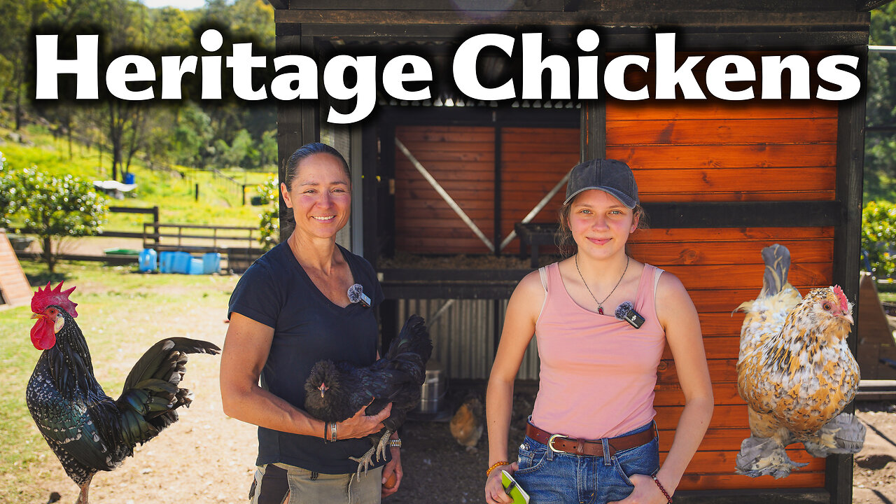 Inside Her Amazing Chicken Run With So Many Different Chickens!